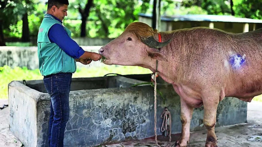 'Donald Trump' Buffalo Spared From Eid Sacrifice After Going Viral in Bangladesh