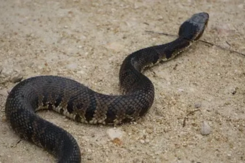 Arkansas Footballer's Terrifying Helmet Discovery: A 2-Foot Venomous Snake!