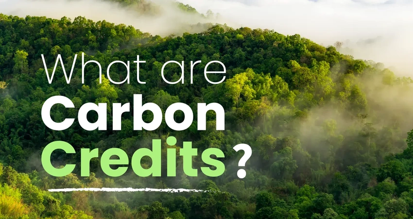 Is Big Tech Buying Its Way Out of the Climate Crisis? The Truth About Carbon Credits