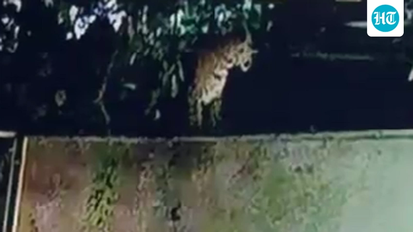 Leopard on the Loose in Ahmedabad! Forest Search Underway 🐾