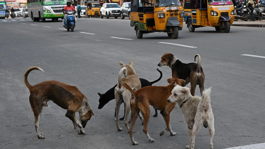 SC Maintains Stray Dog Removals, Warns Against Non-Compliance