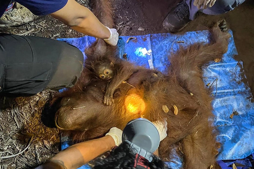 Mystery Deepens: Black SUV Key to Odisha Orangutan Trafficking Probe