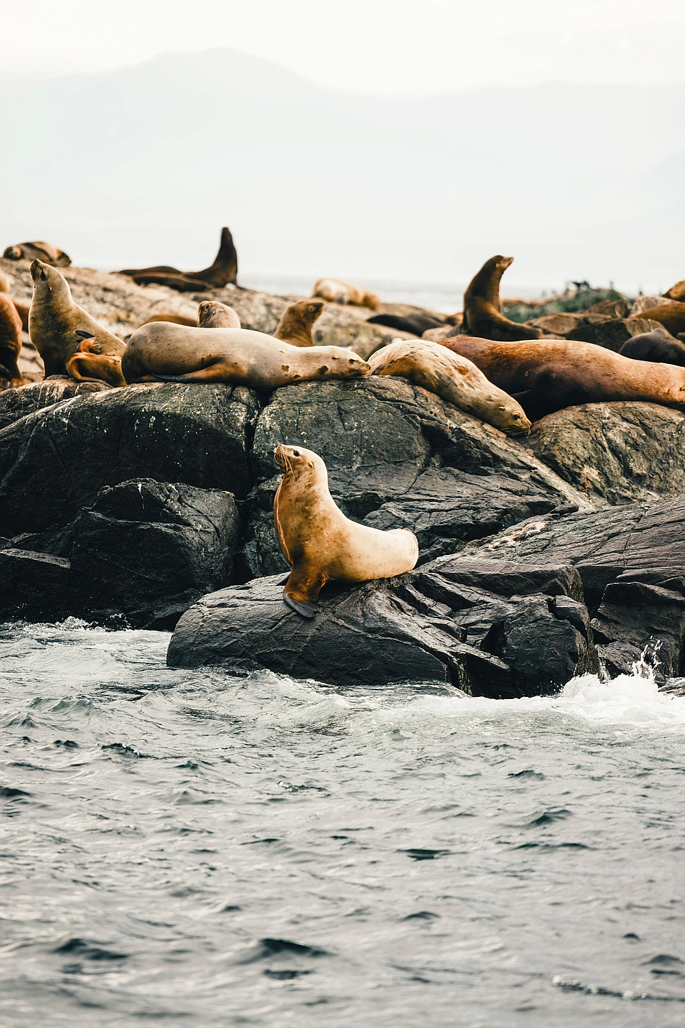 The ‘Dream Job’ Is a Scam: Why Monetizing Your Passion Is a Nightmare