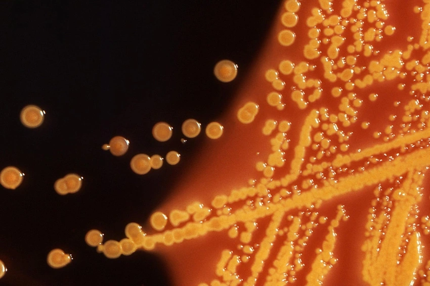 AI Designs Novel Viruses: A Breakthrough with Biosecurity Concerns!