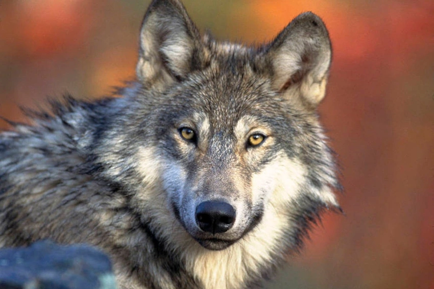 Parents Charged After Toddler Slips into Wolf Enclosure at Hersheypark Zoo
