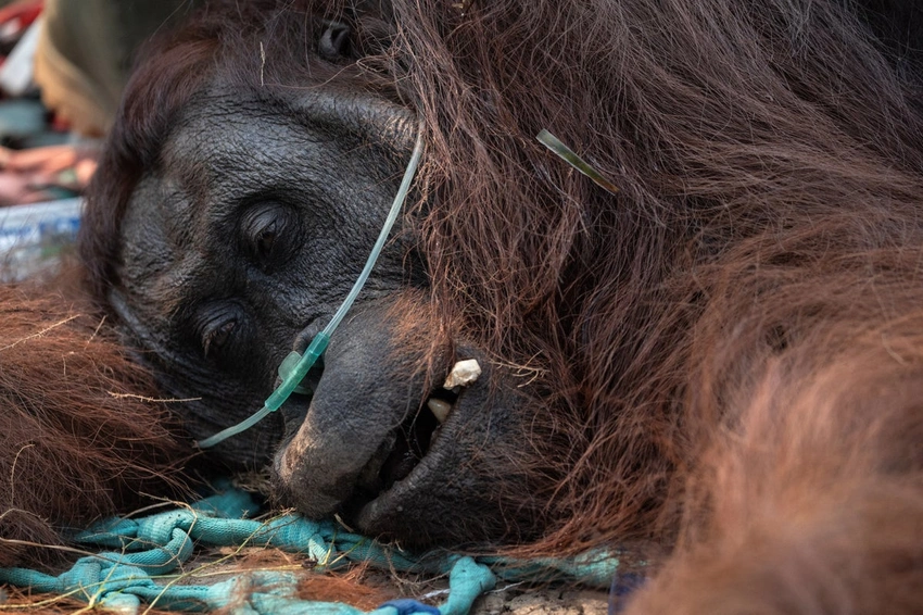 Wildfires Ravage Borneo, Threatening Critically Endangered Orangutans!