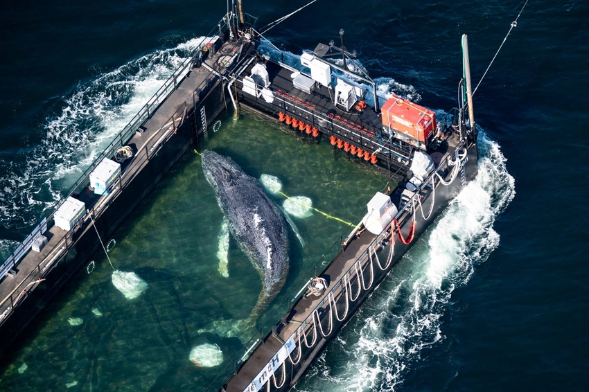 Whale rescue saga ends in tragedy: Timmy found dead near Danish island