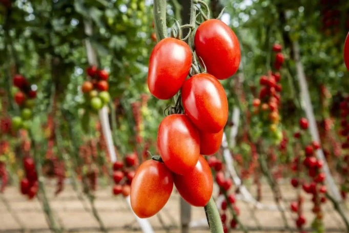 Revolutionizing Tomato Breeding with New Science