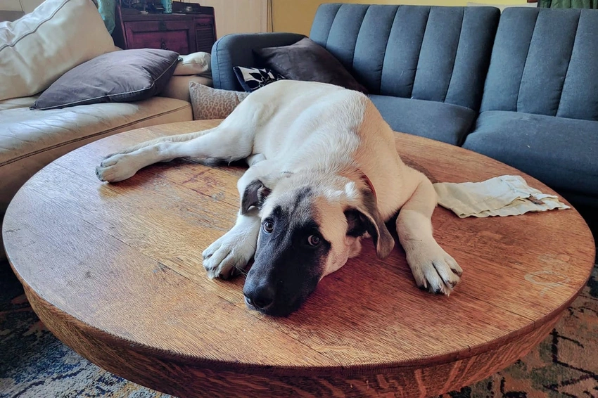 Tragic End for Bruce the Dog: Euthanized Despite Supreme Court Plea