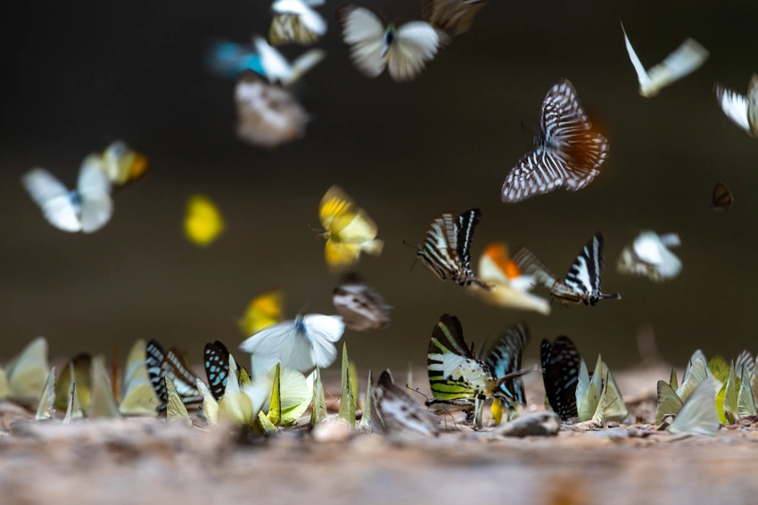 🤯 We've Massively Underestimated Insect Species! New Study Reveals Up to 20 Million!