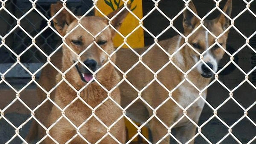 SC Rules on Stray Dogs: Euthanasia Allowed for Dangerous Canines
