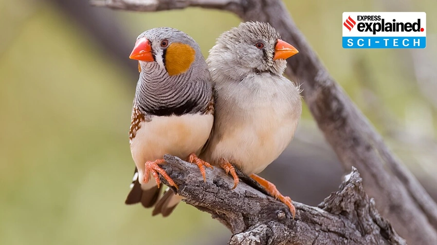 Why Scientists Are Obsessed with Zebra Finch 'Mistakes'