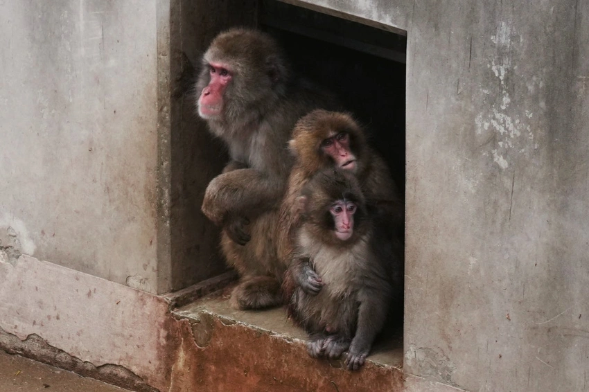 Japan Zoo: Punch the Monkey Isn’t Being Bullied, Officials Say