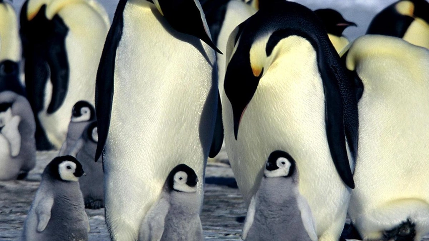 Emperor Penguins Declared Endangered as Antarctic Ice Shrinks