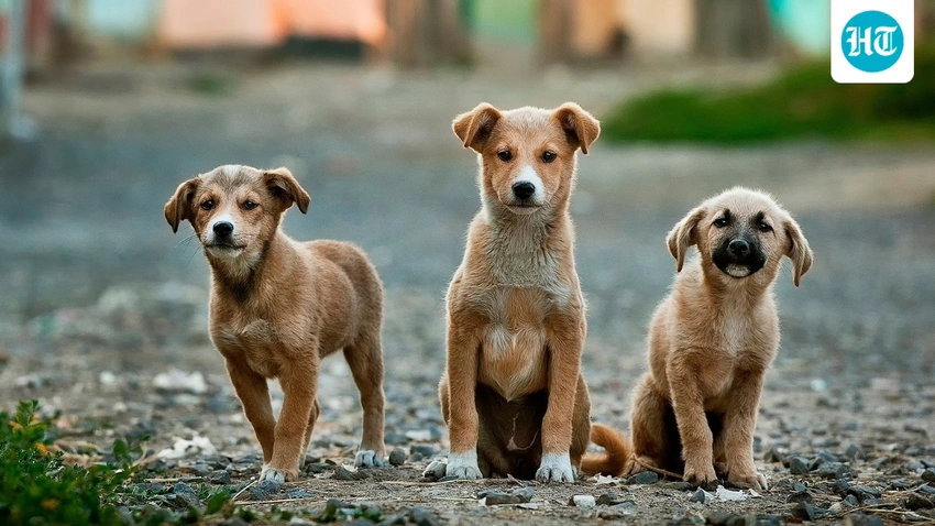 ALERT! Counterfeit Rabies Vaccine Seized in Delhi – Public Health at Risk
