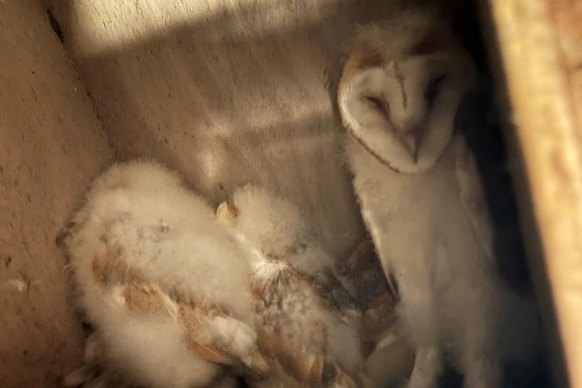 Barn Owl Baby Boom! 🦉 10 Chicks Boost NI Conservation Efforts!