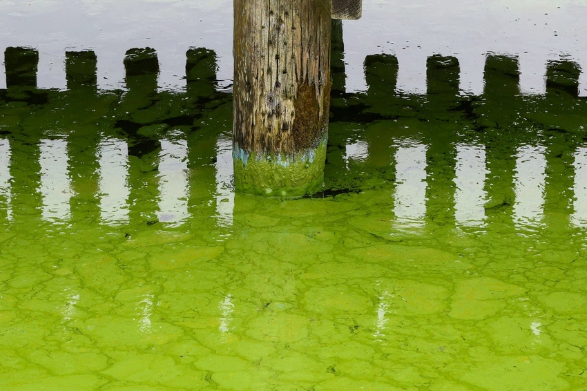 Toxic Algae Forces 'No Swim' Warning at London's Only Thames Bathing Spot!
