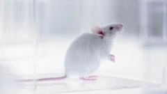 Mice with Human Brain Cells? Stanford Breakthrough Sparks Debate!