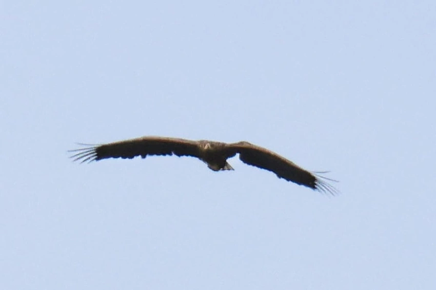 Miracle Sea Eagle Kinky Defies Odds, Soars Over Scottish Skies!