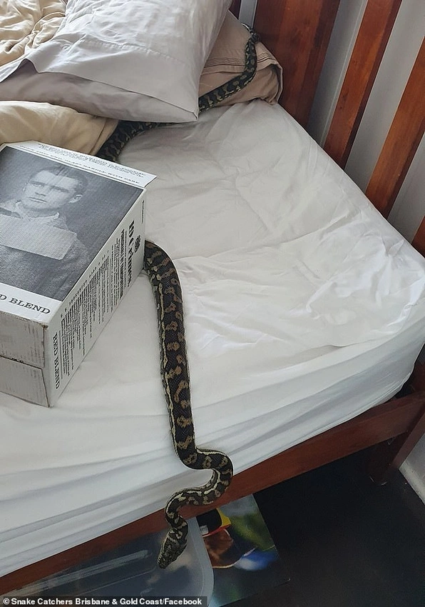 Brisbane Woman Wakes to 8-Foot Python on Chest in Bedroom Surprise