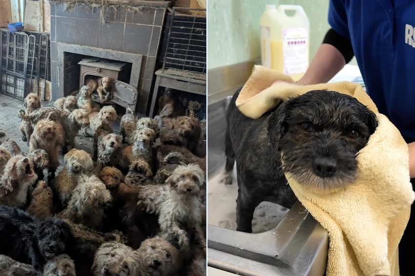 Hundreds of dogs rescued from crowded UK home, doing well, says RSPCA