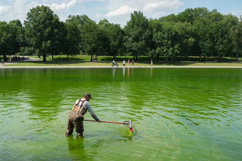 Viral Fame Meets Algae: Why the Reflecting Pool Stumps Even the Best
