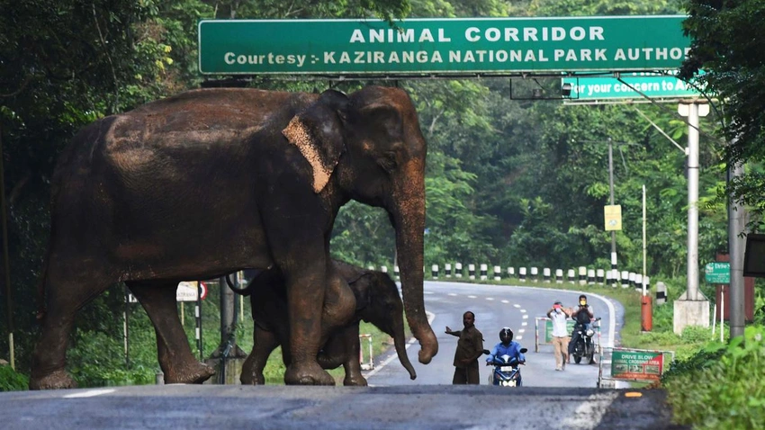 Tragic Encounter: Farmer Trampled by Wild Elephant in Assam’s Tamulpur