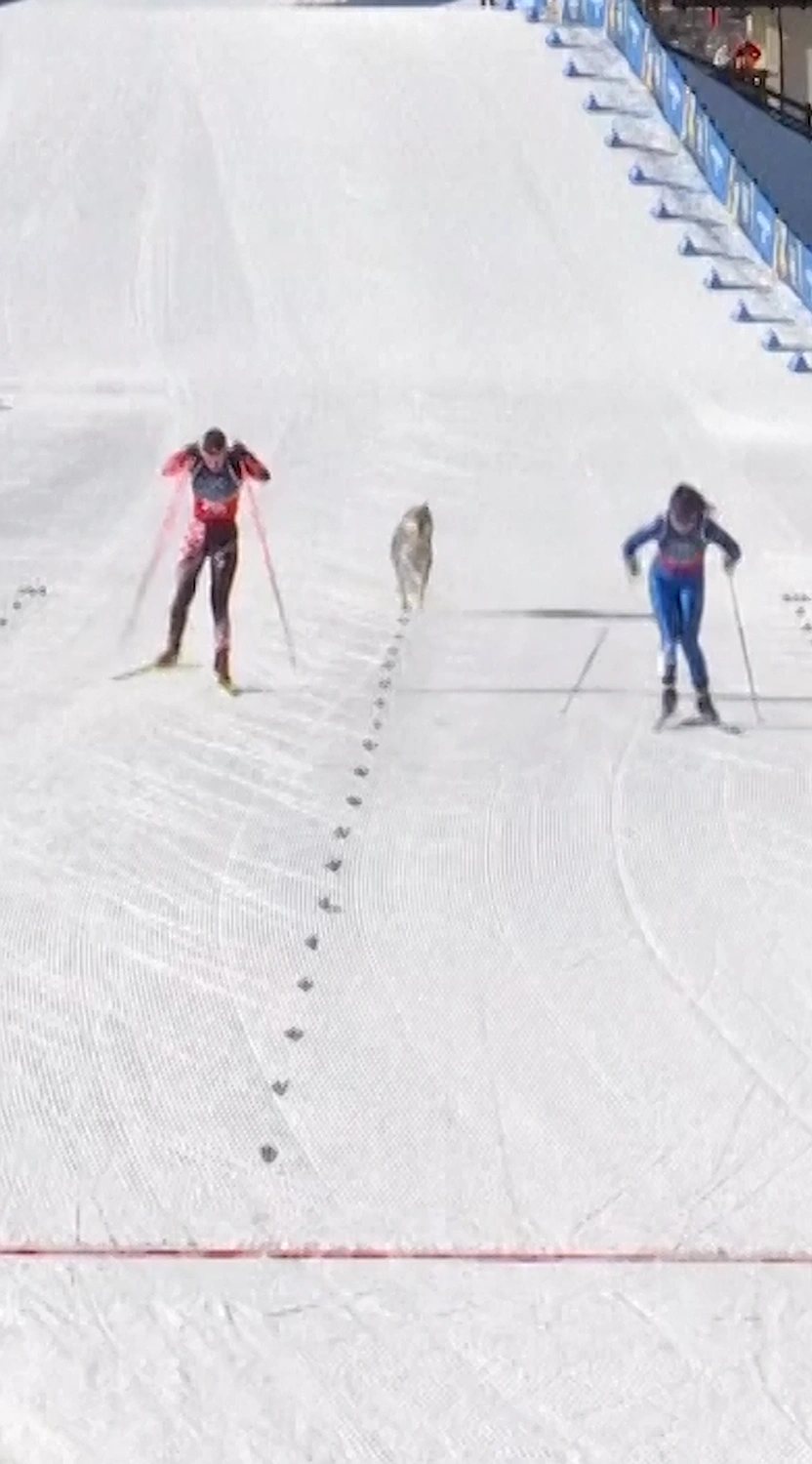 Husky gatecrashes Winter Olympics team sprint, crosses finish line