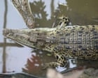 Wowcher Apologizes for "Unacceptable" Email Referencing Toddler Crocodile Attack