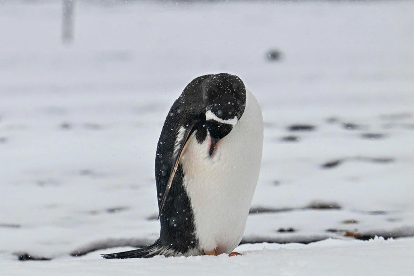 Penguin Paradise Lost? Island's Colony Shrinks by Two-Thirds