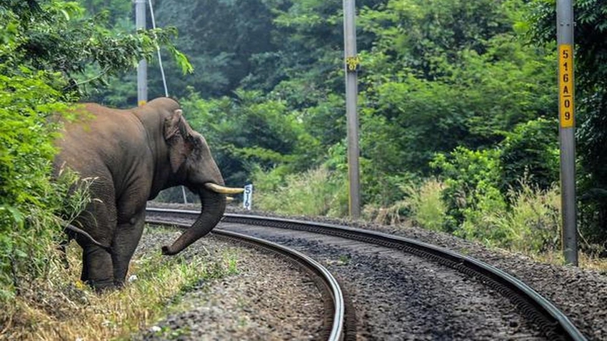 Assam Elephant Toll Rises to 8; Trains Slow, Jharkhand Cancels 8