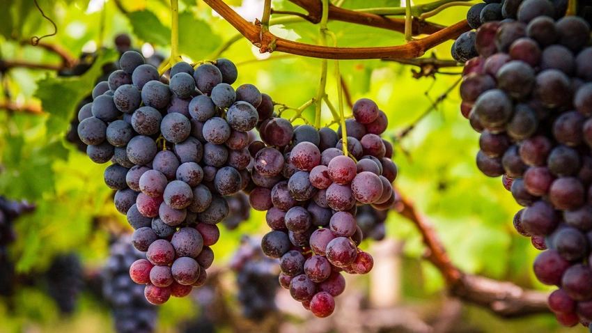 Texas Grapes in Space?! How Zero-G is Reshaping Our Wine & Food Future