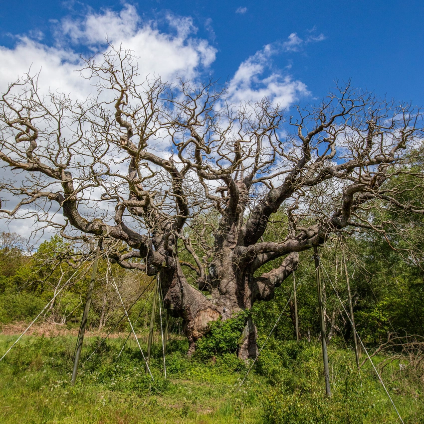 Robin Hood's Legendary Major Oak Dies After Up To 1,200 Years