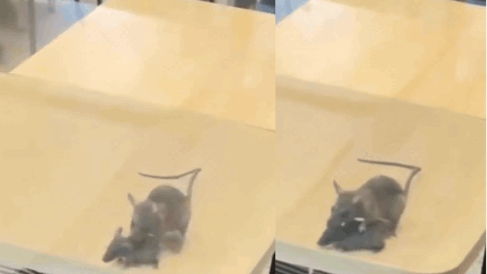 Rats on Tables at Rajkot McDonald's! Viral Video Leads to Civic Action