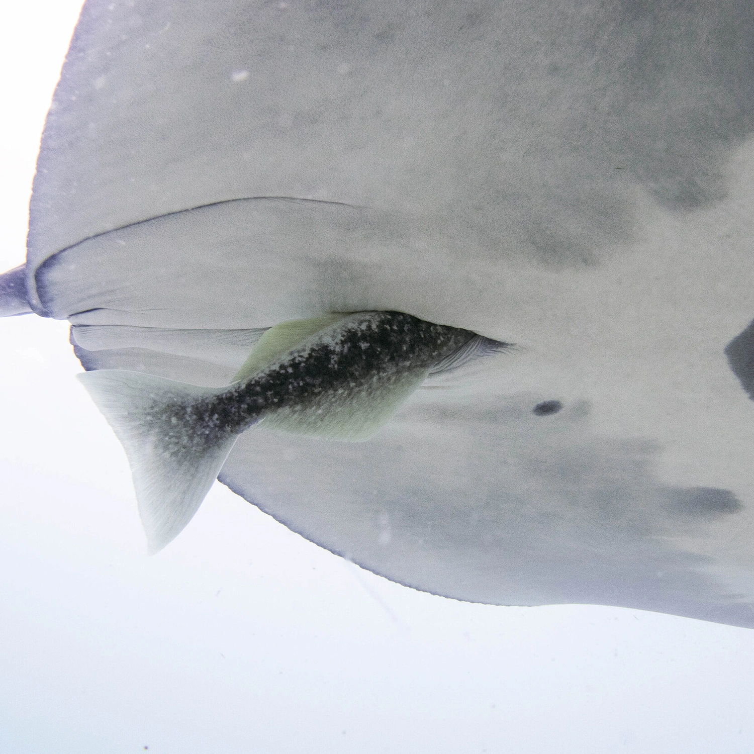 Nature's Rent-Free Revolution: Why Some Fish Prefer the Back Door