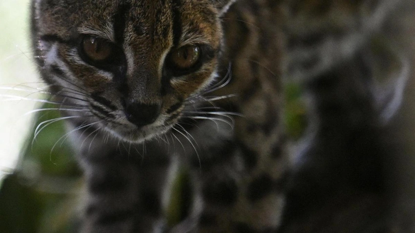 Meet Tigrino: Bolivia's New Wildcat Species Discovered!