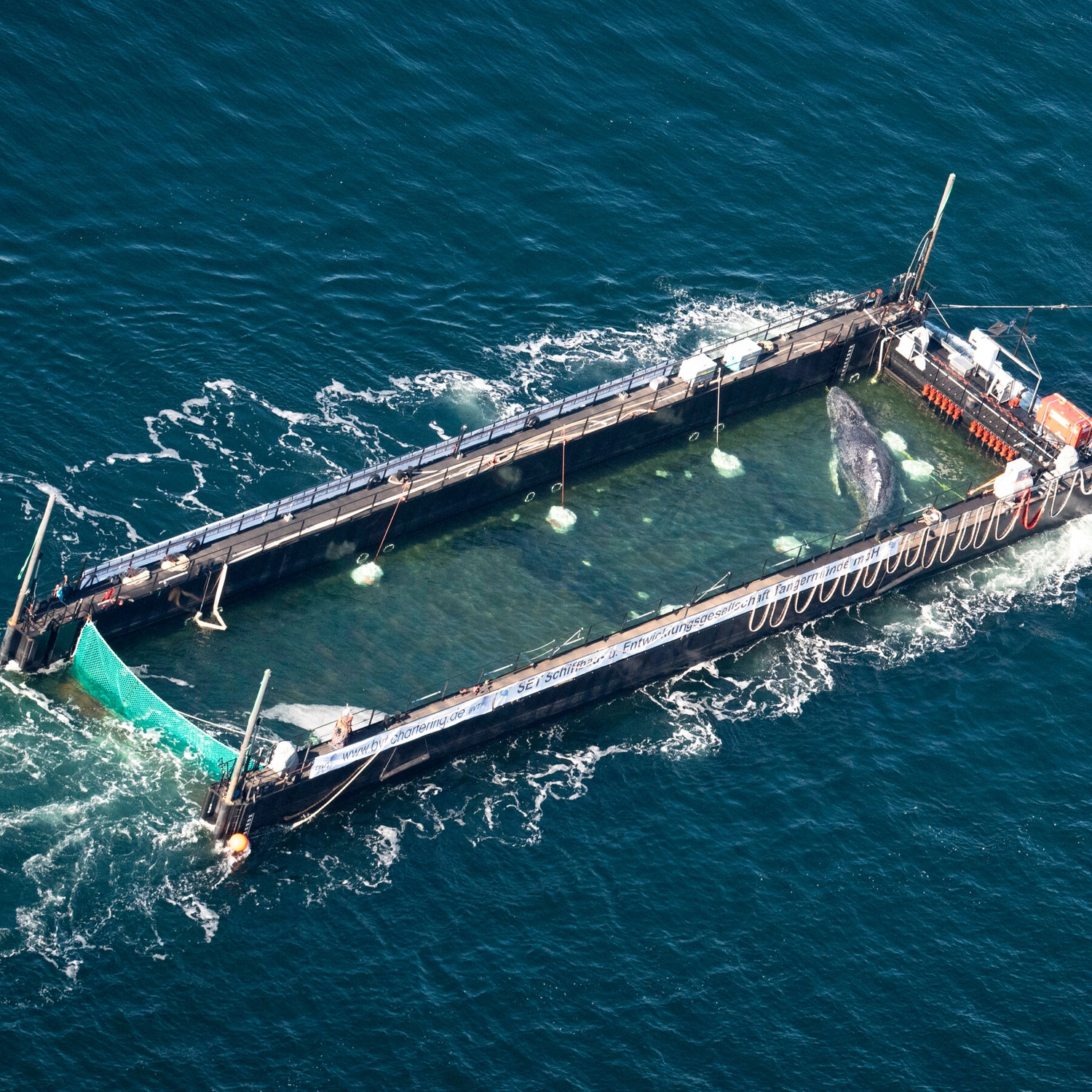 Timmy the Whale Freed After Elaborate North Sea Rescue