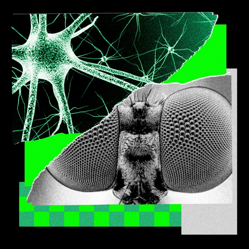 When AI Gets Weird: Fruit Flies, Doom, and the Rise of Quirky Algorithms