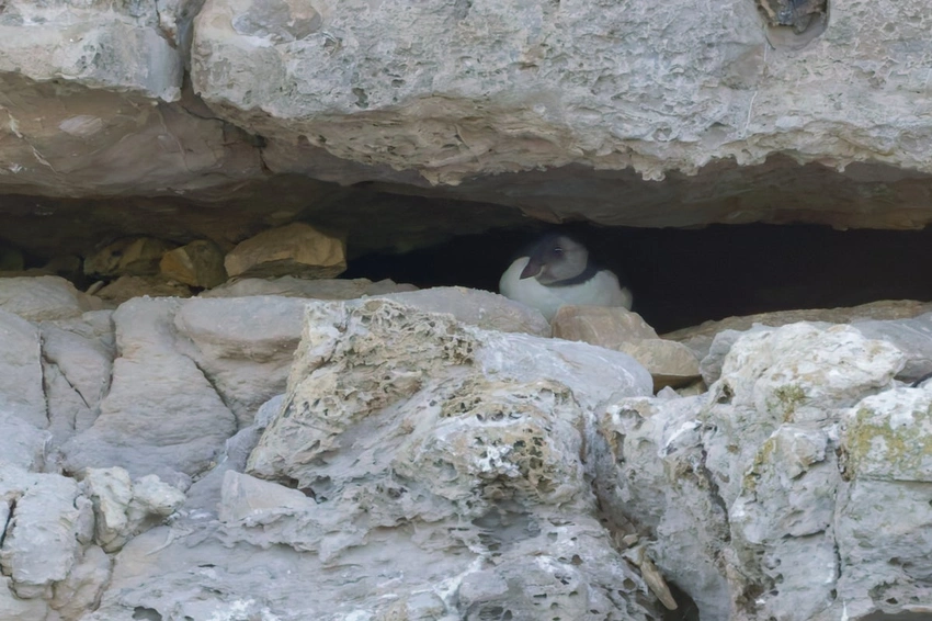 Tiny 'Puffling' Brings Huge Hope to Dorset Coast After 30 Years!