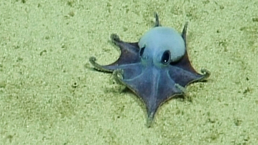 Deep Sea Secrets Unlocked: What Lies Beneath?