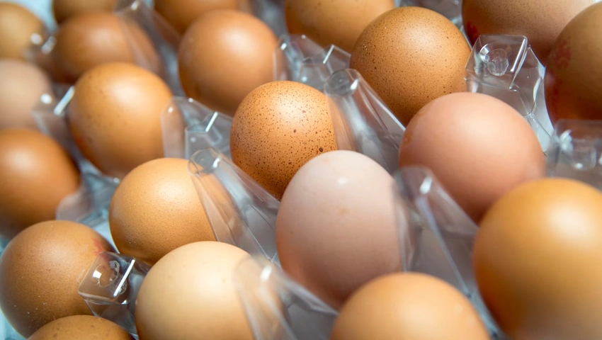 UK Salmonella Outbreak: One Dead, 200+ Ill From Imported Eggs!