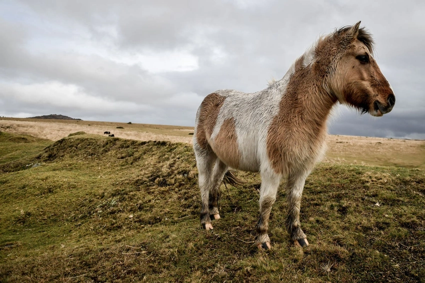 Dartmoor Pony Cull Fears Spark Outcry! 🚨 Save Our Beloved Hill Ponies!