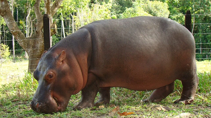 Ambani’s son offers to relocate 80 cocaine hippos to India’s Vantara zoo