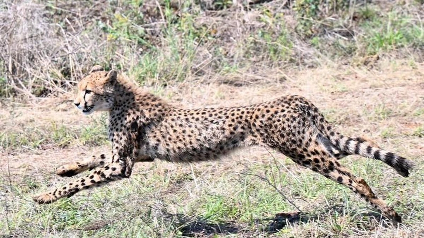 Nine Botswana Cheetahs Released at Kuno National Park, MP