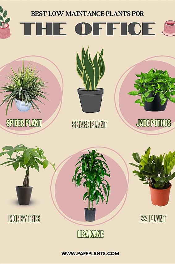 best low maintenance desk plants