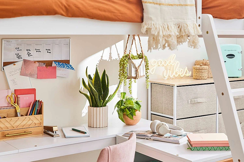 basic plant care tips dorm room