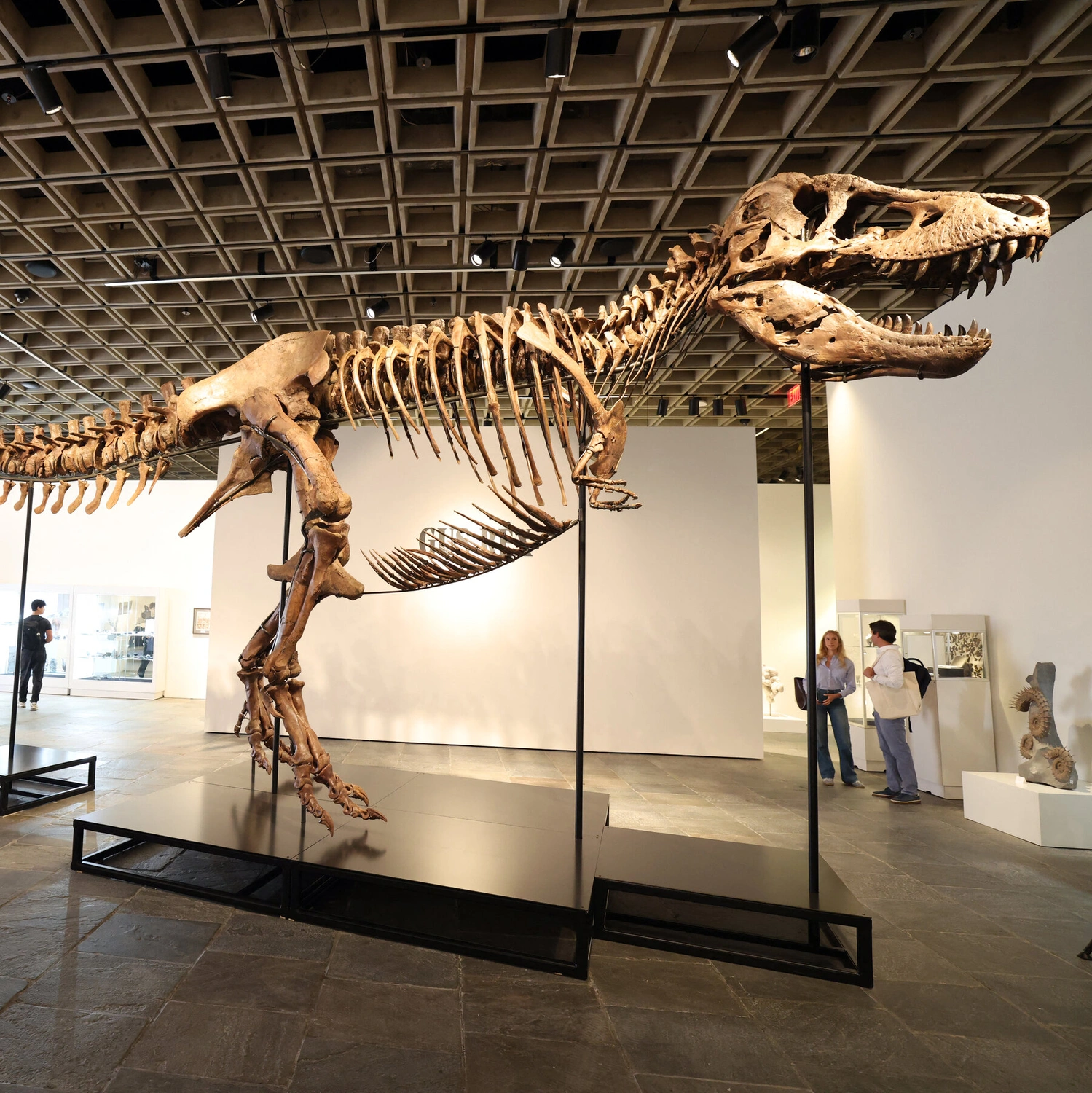 T. Rex 'Gus' Smashes Auction Record at $50.1M, Reclaims Dino King Crown!