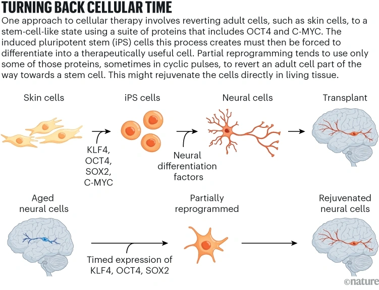 Is Eternal Youth a Trap? Why Reversing Aging Might Be a Social Failure