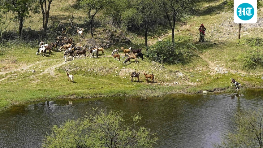 SC Cracks Down: Aravalli Panel Gets Strict Deadline, CJI Expresses Frustration