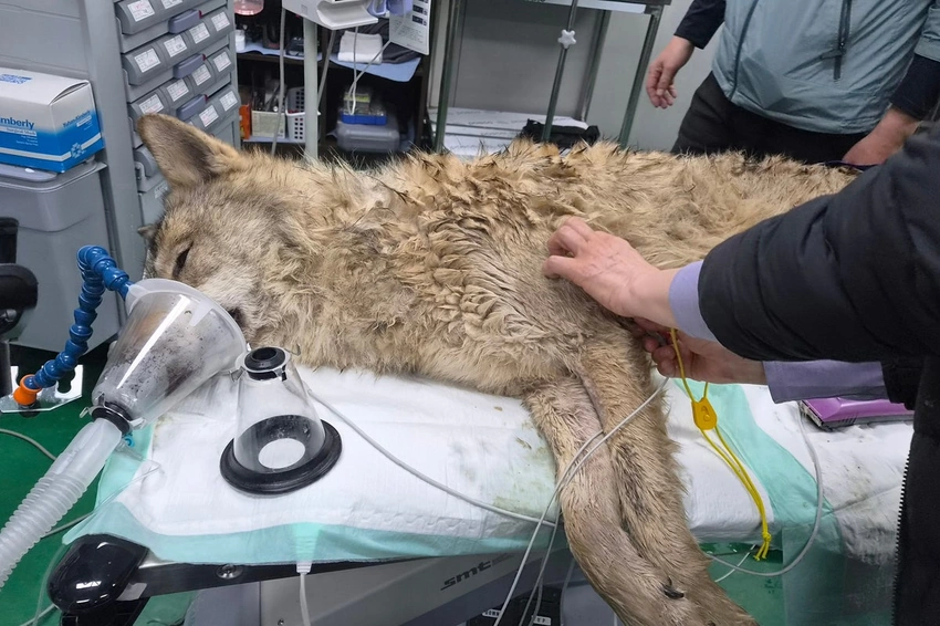 Runaway South Korean Wolf Captured After Nine-Day Manhunt
